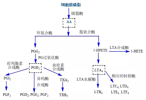 双烯